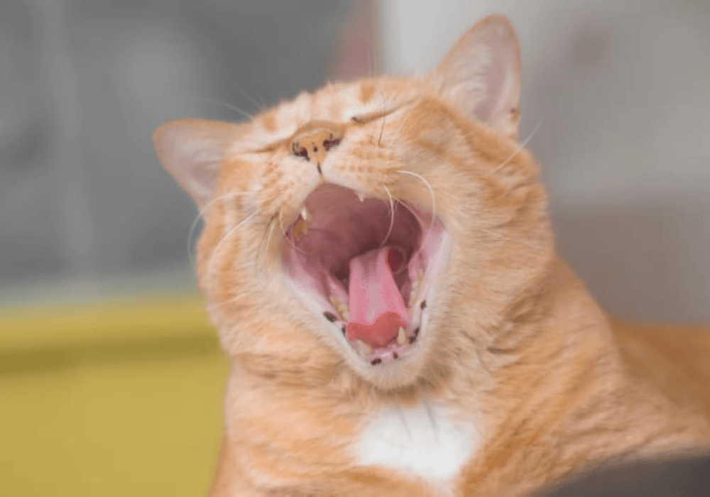 Почему у кота воняет со рта​? Советы владельцам и решение проблемы